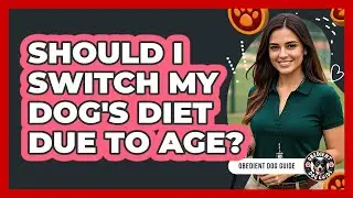 Should I Switch My Dog's Diet Due To Age?