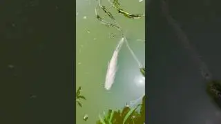 মাছটা কিভাবে মারাগেলো 🐟😥(430) bengali village fishing video #villagefishing