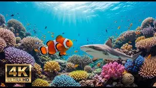 🐠 Stunning Coral Reef 4K &ndash; Relaxation Music with Beautiful Underwater Life