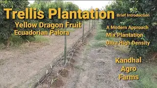 Dragon Fruit Trellis Plantation Brief Introduction high Density plantation
