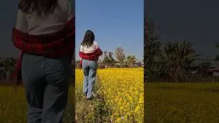 Beautiful mustard field | Dharan Panbari | Goreto Gaunko | Nepathya | Amrit Gurung #lokgeet #shorts