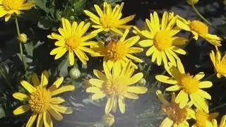 African Bush Daisy Florida Friendly Plant