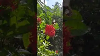 Butterfly and flower| Drinking nectar #Shorts