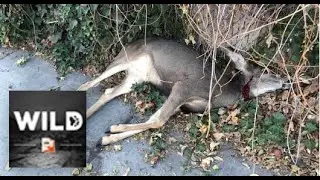 Wild Ep. 18: Dirty jobs