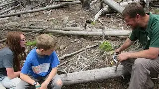 Revegetating land after Cameron Peak Wildfire