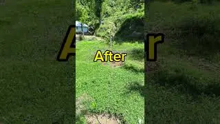 Pruning of Chinar Trees | National tree of Kashmir #chinar_tree #chinar #kashmir #trees