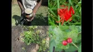 Medicinal Rice P5 Formulations for Exbucklandia Overdose: Pankaj Oudhia's Medicinal Plant Database