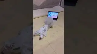 She&rsquo;s not to be disturbed while watching Bluey&hellip; 😂❤️