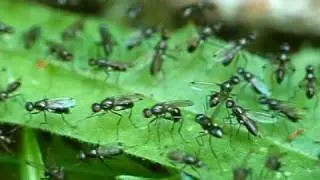 A huge swarm of sepsid flies