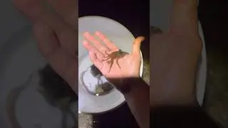 В поисках малька осьминога