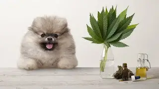 How to Find Safe CBD Products for Your Pets