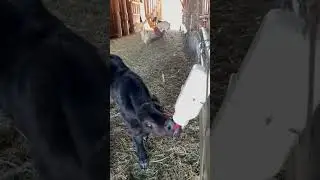 Pete finds his afternoon bottle! #pete #farmlife #farm #kentucky #calf #cattle #cows #bottlecalf