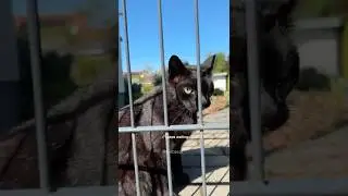 Gini&rsquo;s sister and the black cat... #cat