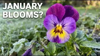 Winter Garden Alive | January Flowering Plants Tour