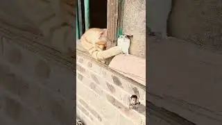 #funny #cat #catlover #comedy #funnycats #shortsvideo #behenkonaman #cskvsrcb #dubkendra #animation