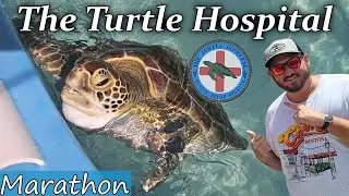 Sea Turtle Rehabilitation and Recovery: Turtle Hospital Tour