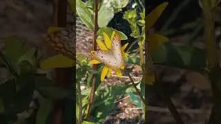 The City of Dunedin offers multiple butterfly gardens across the city. 🦋