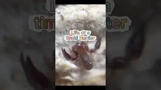Missed the snack, gained shiny pincers #cute #pseudoscorpions #insects #invertebrates #halflitcorner
