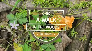 An Ohio Walk in the Woods through Pictures and The Ambient Sounds of Nature.