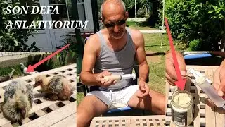 YAVRU GÜVERCİN BESLEMESİ.TAKVİYESİ.ALTIN KARIŞIM
