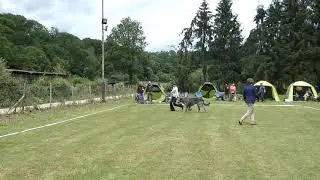 Dog Show Konz Irish Coffee vom Alpetal Irish Wolfhound