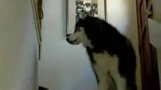 Large Siberian Husky 