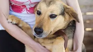 Les gestes de premiers secours pour un chien