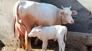 Cholistani friesian cross cow for sale/03081576953) /on YouTube 11 January 2026