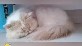 Pupu Cute Time to sleep 💤💤💤