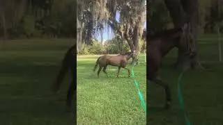 Horse stumbles