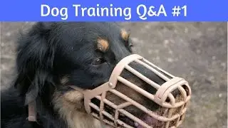 Dog Training Questions And Answers #1: No, These Are NOT CRUEL!