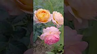 Rosomane Janon 💥🎶#roses #flowers #moonlight