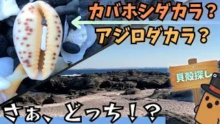 【ビーチコーミング】アジロ？カバホシ？さぁどっち！？【ゆっくり実況#11】