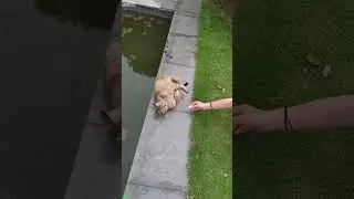 Funny Cats 2024 🐈&zwj;⬛ #trending 🐱 # Episode 3748
