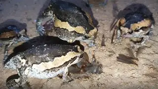 Group of painted frog eating insect  🦋 after raining  - Insect Live TV036