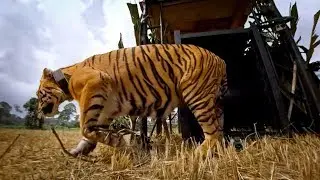 GoPro Cause: Let the Tiger Go