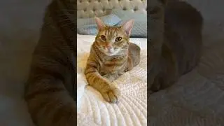 Cuteness overload #cutenessoverload #cat #pets