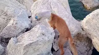 Fox 🦊 with head in jar / Лисица 🦊 с головой в банке *+ #fox #foxnews #1fox #wildlife #nature #foxes