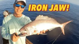Rusty Job fish(iron jaw) Fantastic looking fish!
