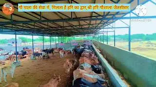 🐄जय गोपाल &ndash; जय गोमाता &ndash; जय गोविंद 🐄 #gaumata #jaitsisar 