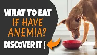 🐶🥣 КОРМА ДЛЯ СОБАК С АНЕМИЕЙ (Что есть)