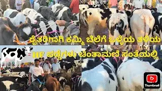 ಚಿಂತಾಮಣಿ ಸಂತೆಯಲ್ಲಿ ಕಮ್ಮಿ ಬೆಲೆಗೆ HF ಕರುಗಳು. #Chintamani Cattle Market October 2025. #farmersmarket 