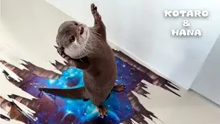 Как выдры реагируют на 3D настенные стикеры?