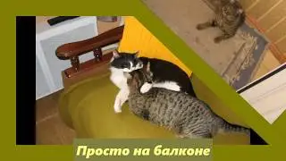 🐈🐾🌪 ХОЗЯЕВАМ ОСТАЕТСЯ ТОЛЬКО КОВРИК. CATS EVERYWHERE