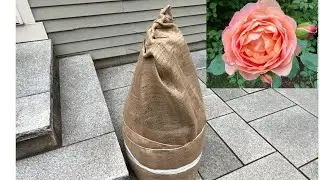 How to Prepare Your Container Roses for Winter