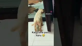 ❤️#dog  #cute #puppy #labrador #funny #new #trending #pets #shortsfeed #shortsdog