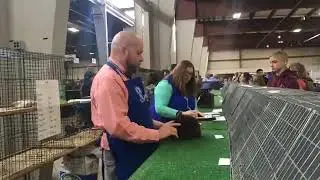 Youth Mini Rex Judging | ARBA Convention 2018