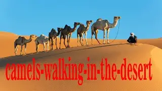 Camels walking in desert