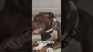 Nanny Dogs Pitbulls