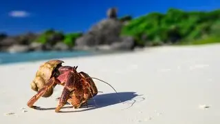 Find the Species?